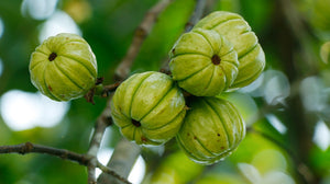 5 Benefits of Taking Garcinia cambogia