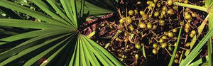 5 Health Benefits of Saw Palmetto