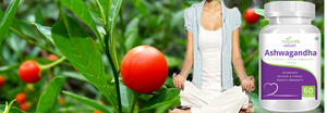 Ashwagandha Pure Extract For Strength, Stress & Anxiety