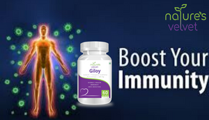 Giloy Extract 500mg for Immunity Boost- 60 Capsules