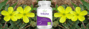 Tribulus Gokshura Gokhura Pure Extract - Boosts Testosterone - 500 MG (60 Vegetarian Tablets)